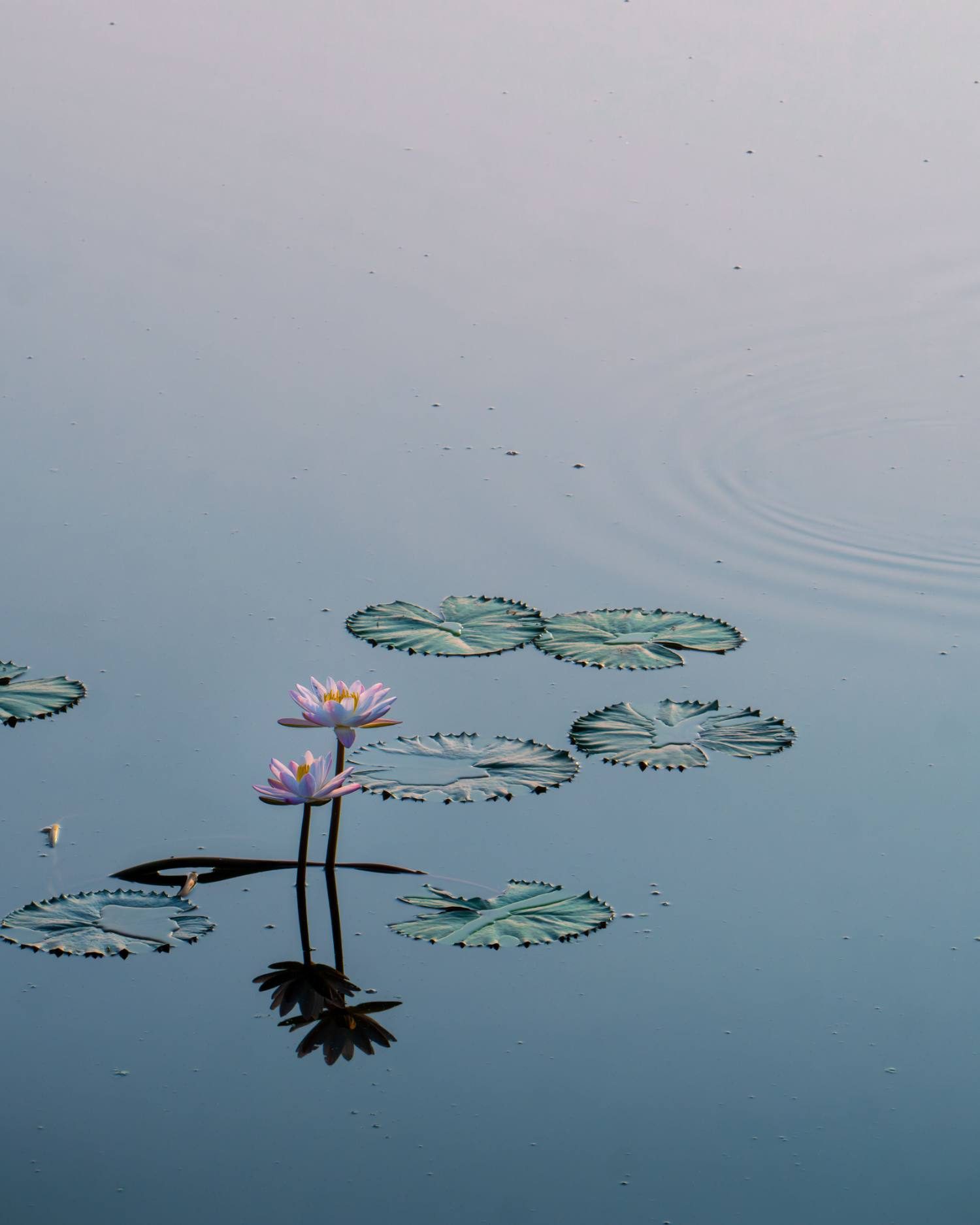 Lotus flowers on still water