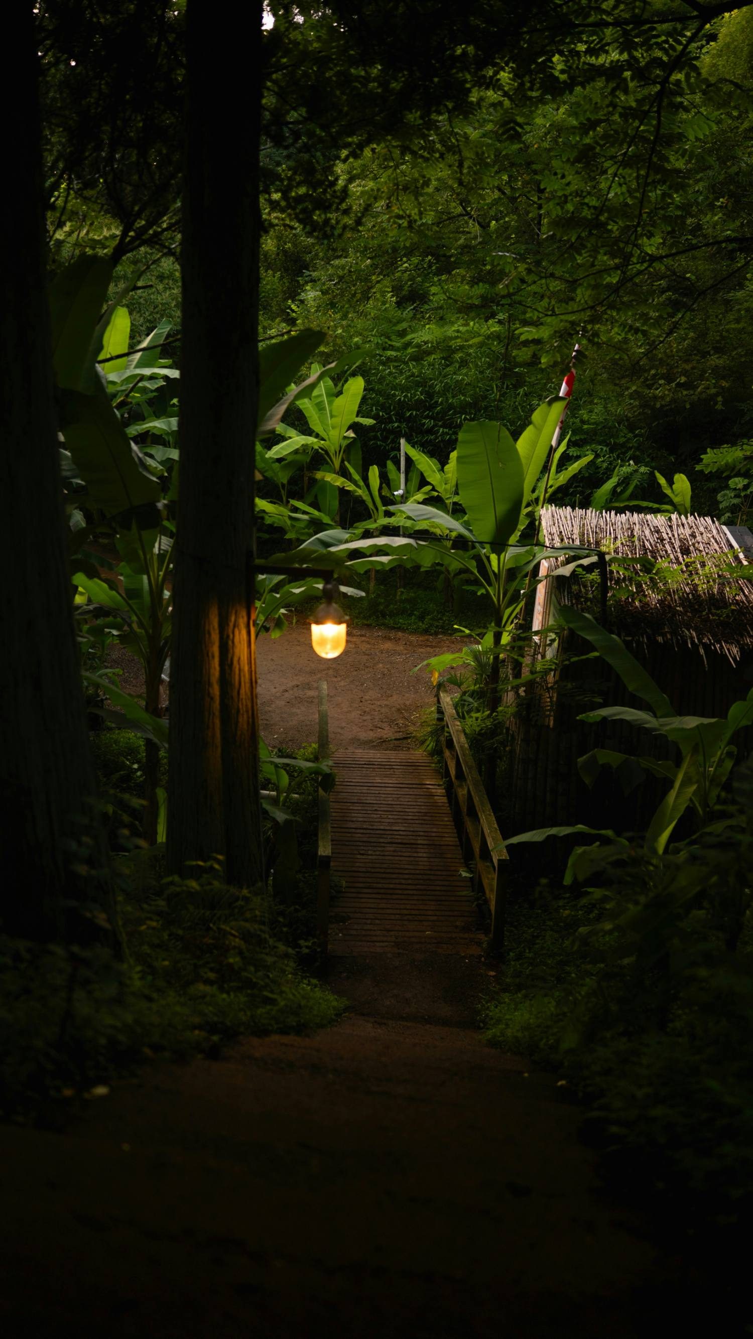 Forest path at dusk